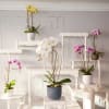 Orchid Plant Arrangement with a variety of colors displayed in a beautiful