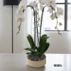 A high quality Triple white orchids arrangement with a vase 9.5&quot; D