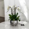A high quality Six white orchids arrangement with a vase 12&quot; D
