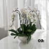 A high quality Six white orchids arrangement with a vase 16.5&quot; D