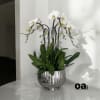 A high quality Seven white orchids arrangement with a vase 12&quot; D
