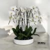 A high quality Seven white orchids arrangement with a vase 15.5&quot; D