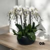 A high quality Seven white orchids arrangement with a vase 15&quot; D