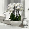 A high quality Nine white orchids arrangement with a vase 16.5&quot; D