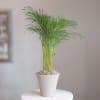 Cool any environment with this awesome Kenita Palm plant nestled in a