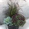 plater filled with grasses, flowering cabbage and a beautiful fall mum. 