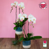 The Beretania Florist Phalaenopsis Orchid Plant is the perfect gift for those