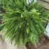 Beautiful Boston  Fern.