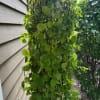 Swedish  Ivy