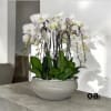 A high quality Ten white orchids arrangement with a vase 16.5&quot; D
