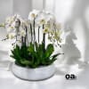 A high quality Thirteen white orchids arrangement with a vase 20&quot; D