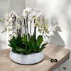 A high quality Fifteen white orchids arrangement with a vase 20&quot; D