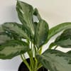 Easy care green plant.