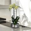 A high quality Triple yellow orchids arrangement with a vase 9&quot; D