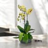 A high quality Triple yellow orchids arrangement with a vase 12.5&quot; D