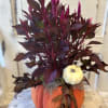 A large keepsake pumpkin container is potted with a seasonal celosia plant