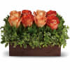 A truly sophisticated rose garden befitting an uptown apartment, this modern rose