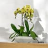 A high quality Four yellow orchids arrangement with a vase 13&quot; D
