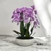 A high quality Four pink orchids arrangement with a vase 13&quot; D