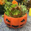 beautiful succulent pumpkin centerpiece. Everyone will be able to pick out a