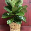 - Attractive broad foliage makes the Fiddle leaf a statement plant.
- Cleanses