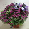 Purple mum decorated.
