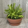 Brown shatterproof 6 inch pot with a mix of different carnivorous plants!