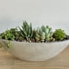 A mix of hardy succulents arranged in a sleek grey ceramic oval