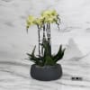 A high quality Four yellow orchids arrangement with a vase 12.5&quot; D