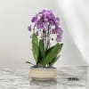 A high quality Four pink orchids arrangement with a vase 11.5&quot; D