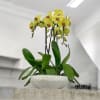 A high quality Five yellow orchids arrangement with a vase 13&quot; D