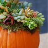 AVAILABLE NOW THROUGH THANKSGIVING. Standard is a Large pumpkin, decorated with lush