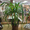 8 inch ponytail palm plant in wicker basket