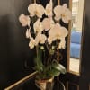 Double stem orchid (phalaenopsis)
All arrangements are customizable with different colors of orchids.
Flower