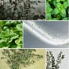 Eucalyptus Mint scent description: Herbal eucalyptus leaves with a cooling blend of