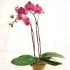 Select this lavender orchid planted in a natural ceramic container.