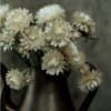 Dried Strawflower Vintage White and other colors available and vintage kettle available
