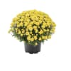A beautiful, festive, fall favorite - this 8in hardy mum comes in