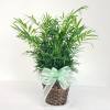 Also known as a Parlor Palm, the Neanthe Bella Palm is a