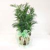 Also known as a Parlor Palm, the Neanthe Bella Palm is a