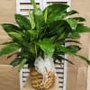 Our large 8&quot; Peace Lily is our most popular plant to send