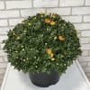 A large, seasonal mum plant hand delivered in a basket. 
Please call