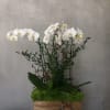 The best Orchids to gift or to have at Home!
Colors upon avaiability

Standard