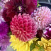 Its dahlia season and we at the studio are over-joyed!!  A