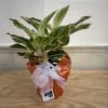 A 6&quot; wrapped Chinese evergreen plant with a bow. 