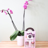 A beautiful double orchid in a ceramic container paired with a We
