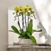 A high quality Five yellow orchids arrangement with a vase 11.5&quot; D