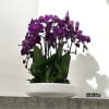 A high quality Six purple orchids arrangement with a vase 15.5&quot; D