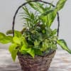 8in Woven basket filled with a mixture of green plants.The perfect lasting