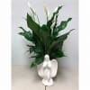 Beautiful ceramic angel filled with a 6 inch pot of Peace Lilies
